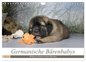 Germanische Bärenbabys (Wandkalender 2025 DIN A4 quer), CALVENDO Monatskalender