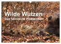 Wilde Wutzen. Das heimische Wildschwein (Wandkalender 2024 DIN A3 quer), CALVENDO Monatskalender