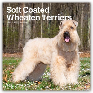Publishers, Browntrout. Soft Coated Wheaten Terriers - Soft Coated Wheaten Terrier 2027 - 16-Monatskalender - Original BrownTrout-Kalender [Mehrsprachig] [Kalender]. Browntrout Verlags GmbH, 2026.