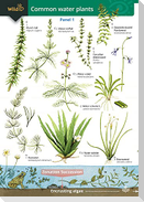 Guide to Commoner Water Plants