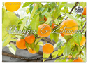 Emotionale Momente: Orangen und Zitronen. (Wandkalender 2024 DIN A4 quer), CALVENDO Monatskalender