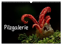 Pilzgalerie (Wandkalender 2025 DIN A3 quer), CALVENDO Monatskalender