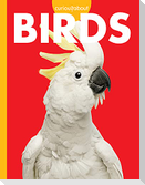 Curious about Birds