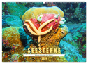 Seesterne - Kleine Wunder der Natur (Wandkalender 2024 DIN A2 quer), CALVENDO Monatskalender