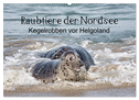 Raubtier der Nordsee - Kegelrobben vor Helgoland (Wandkalender 2024 DIN A2 quer), CALVENDO Monatskalender