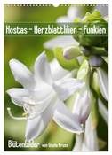 Hostas Herzblattlilien Funkien (Wandkalender 2024 DIN A3 hoch), CALVENDO Monatskalender