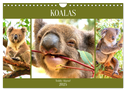 Koalas. Teddy-Alarm! (Wandkalender 2025 DIN A4 quer), CALVENDO Monatskalender