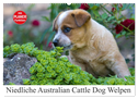 Niedliche Australian Cattle Dog Welpen (Wandkalender 2024 DIN A2 quer), CALVENDO Monatskalender