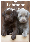 Labrador Welpen (Wandkalender 2025 DIN A4 hoch), CALVENDO Monatskalender