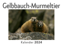 Gelbbauch-Murmeltier (Wandkalender 2024, Kalender DIN A4 quer, Monatskalender im Querformat mit Kalendarium, Das perfekte Geschenk)