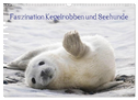 Faszination Kegelrobben und Seehunde 2024 (Wandkalender 2024 DIN A3 quer), CALVENDO Monatskalender