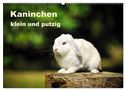Kaninchen klein und putzig (Wandkalender 2024 DIN A2 quer), CALVENDO Monatskalender