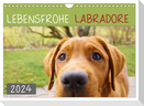 Lebensfrohe Labradore (Wandkalender 2024 DIN A4 quer), CALVENDO Monatskalender