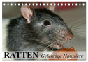 Ratten - Gelehrige Haustiere (Tischkalender 2025 DIN A5 quer), CALVENDO Monatskalender