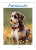 Aussiedoodle - Hunde zum Liebhaben (Tischkalender 2024 DIN A5 hoch), CALVENDO Monatskalender