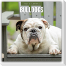 Bulldogs - Bulldoggen 2027 - 16-Monatskalender