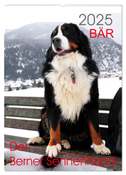 BÄR - Der Berner Sennenhund (Wandkalender 2025 DIN A2 hoch), CALVENDO Monatskalender