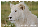 SÜDAFRIKAS Weiße Löwen (Wandkalender 2024 DIN A3 quer), CALVENDO Monatskalender