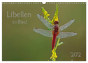 Libellen im Ried (Wandkalender 2024 DIN A3 quer), CALVENDO Monatskalender