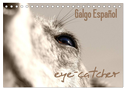 Galgo eye-catcher (Tischkalender 2024 DIN A5 quer), CALVENDO Monatskalender