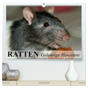 Ratten - Gelehrige Haustiere (hochwertiger Premium Wandkalender 2025 DIN A2 quer), Kunstdruck in Hochglanz