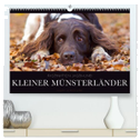 Faszination Jagdhund - Kleiner Münsterländer (hochwertiger Premium Wandkalender 2024 DIN A2 quer), Kunstdruck in Hochglanz