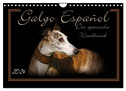 Galgo Español 2024- Der spanische Windhund (Wandkalender 2024 DIN A4 quer), CALVENDO Monatskalender