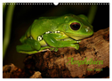 Amphibien (Wandkalender 2024 DIN A3 quer), CALVENDO Monatskalender