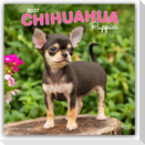 Chihuahua Puppies - Chihuahua Welpen 2027 - 16-Monatskalender