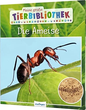 Gutjahr, Axel. Meine große Tierbibliothek: Die Ameise - Sachbuch für Vorschule & Grundschule. Esslinger Verlag, 2020.