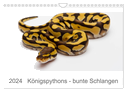 Königspythons - bunte Schlangen (Wandkalender 2024 DIN A4 quer), CALVENDO Monatskalender