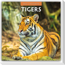 Tigers - Tiger 2027 - 16-Monatskalender