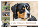 Großer Schweizer Sennenhund (Wandkalender 2024 DIN A2 quer), CALVENDO Monatskalender