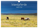 Islandpferde take it Isi (Wandkalender 2024 DIN A4 quer), CALVENDO Monatskalender