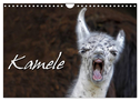 Kamele (Wandkalender 2024 DIN A4 quer), CALVENDO Monatskalender