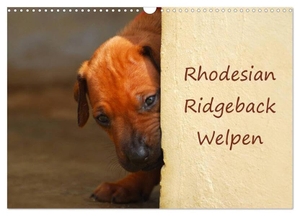 Wyk, Anke van. Rhodesian Ridgeback Welpen (Wandkalender 2024 DIN A3 quer), CALVENDO Monatskalender - Südafrikanische Rhodesian Ridgeback Welpen. Calvendo, 2023.