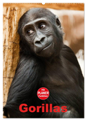 Gorillas (Wandkalender 2024 DIN A2 hoch), CALVENDO Monatskalender