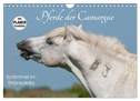 Pferde der Camargue ¿ Schimmel im Rhônedelta (Wandkalender 2024 DIN A4 quer), CALVENDO Monatskalender
