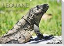 Leguane - Einzigartige Reptilien (Wandkalender 2023 DIN A2 quer)