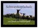 Schwarzkopfschafe am Deich in Ostfriesland (Wandkalender 2025 DIN A2 quer), CALVENDO Monatskalender