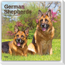 German Shepherds - Deutsche Schäferhunde 2027 - 16-Monatskalender