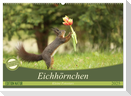 Eichhörnchen - Kleine Fotostars (Wandkalender 2025 DIN A2 quer), CALVENDO Monatskalender