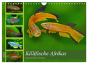 Killifische Afrikas (Wandkalender 2024 DIN A4 quer), CALVENDO Monatskalender