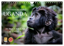 UGANDA - Berggorillas & Chimps (Wandkalender 2024 DIN A4 quer), CALVENDO Monatskalender