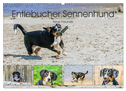 Entlebucher Sennenhund - treue Freunde (Wandkalender 2024 DIN A2 quer), CALVENDO Monatskalender