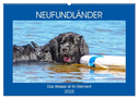 Neufundländer - Das Wasser ist ihr Element (Wandkalender 2025 DIN A2 quer), CALVENDO Monatskalender