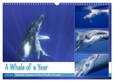 A Whale of a Year (Wall Calendar 2024 DIN A3 landscape), CALVENDO 12 Month Wall Calendar