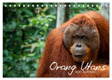 Orang Utans von Borneo Tierkalender 2024 (Tischkalender 2024 DIN A5 quer), CALVENDO Monatskalender