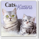 Cats and Kittens - Katzen und Kätzchen 2027 - 16-Monatskalender