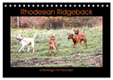 Rhodesian Ridgeback unterwegs mit Freunden (Tischkalender 2024 DIN A5 quer), CALVENDO Monatskalender